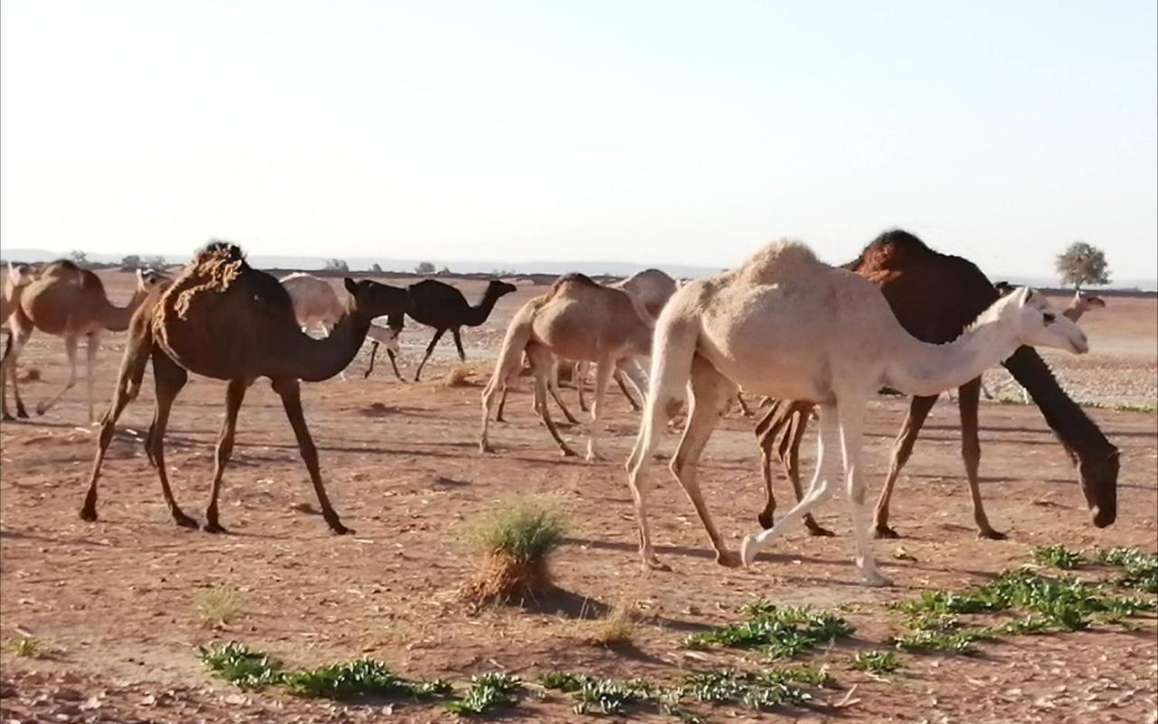 Kasbah Les Alizes Du Desert M'Hamid Eksteriør billede